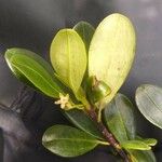 Erythroxylum novocaledonicum Õis
