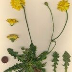 Hypochaeris radicata Sonstige
