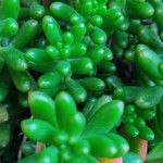 Sedum hernandezii Foglia