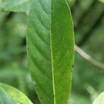 Turraea rutilans Leaf