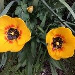 Tulipa grengiolensis Flower