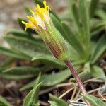 Raillardella scaposa Flower