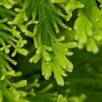 Selaginella pallescens Ліст