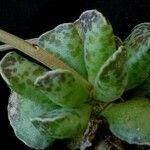 Adromischus cooperi Blad