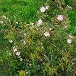 Cistus parviflorus Plante entière