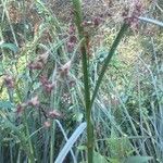 Cladium mariscus Blad