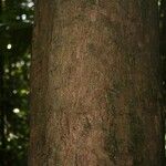 Protium apiculatum Kabuk