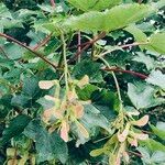 Acer pseudoplatanus Flor