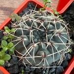 Gymnocalycium baldianum برگ