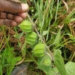 Physalis peruviana Плід