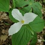 Trillium grandiflorumLeaf