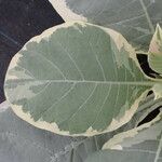 Nicotiana tomentosa Blad