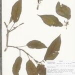 Begonia letestui Otro