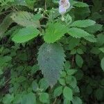 Jovellana punctata Leaf