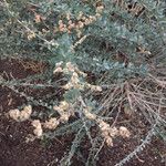 Atriplex glauca Blad