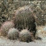 Ferocactus cylindraceus Habitat