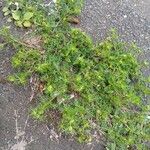 Lepidium didymum 形態