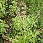 Ocimum americanumFuelha