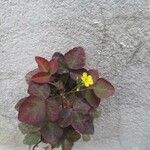 Oxalis hedysaroides Leaf