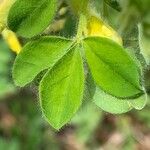 Cytisus hirsutus Hoja