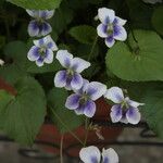 Viola × melissifolia Flower