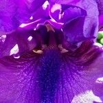 Iris × germanica