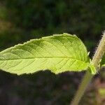 Blephilia ciliata Leaf