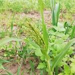 Panicum miliaceum Blad