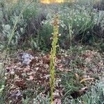 Orchis anthropophoraFlower