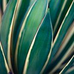 Agave vivipara 葉