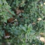 Teucrium marum Leaf