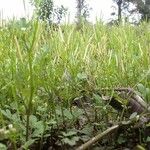 Cardamine bonariensis Habit