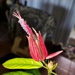 Pavonia multiflora Blomst