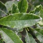 Pittosporum senacia Leht