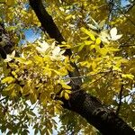 Fraxinus latifolia Bark