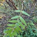 Sorbaria sorbifoliaList