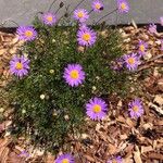 Brachyscome iberidifolia Flower