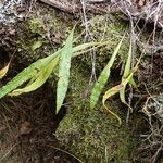 Pleopeltis macrocarpa Costuma