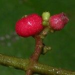 Miconia impetiolaris Fruit