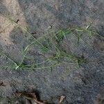 Oldenlandia lancifolia Характер
