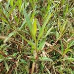 Persicaria strigosa Hoja