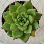 Echeveria agavoides Feuille