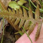 Asplenium capense Blatt