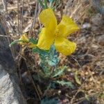 Glaucium flavumŽiedas