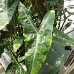 Alocasia longiloba Blatt