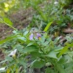 Solanum dulcamara Habit