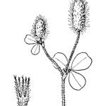 Trifolium ligusticum Інше