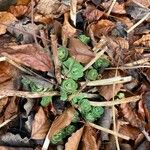 Sedum spurium Blad