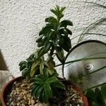 Peperomia dolabriformis Folha