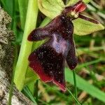 Ophrys insectifera Flor